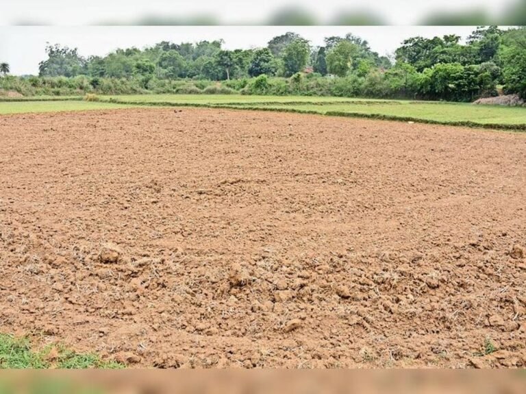 जिले में सामान्य की तुलना में केवल 78.6 प्रतिशत वर्षा, कम बारिश से धान की रोपाई और बुवाई पर गहराया संकट