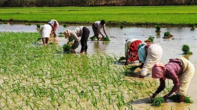सुबह से शाम तक खेतों में किसानों और मजदूरों की बढ़ी चहल-पहल, जुलाई में अनुकूल हुआ बारिश, खेती किसानी ने पकड़ा जोर