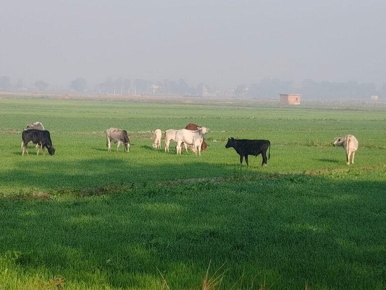 खेतों में घूम रहे मवेशी धान की फसल पर खतरा, किसानों ने की पंचायत से चरवाहा व्यवस्था की मांग