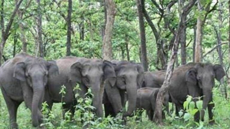 17 हाथियों का दल पहुंचा सेमरहा, रिंगनिया सर्किल में सक्रिय झुंड ने रौंदी फसल