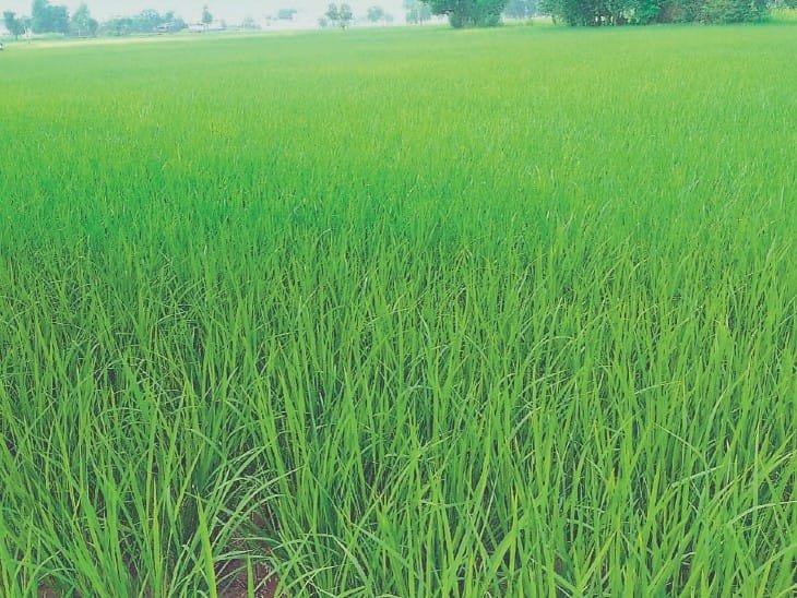 खेतों में लहलहाई धान की फसल, बंपर पैदावार की उम्मीद से खिले किसानों के चेहरे / अनुकूल मौसम और समय पर बारिश का मिला साथ