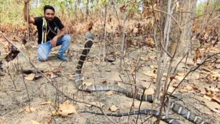 कोरबा में बढ़ा सांपों का कुनबा, साढ़े 9 माह में सर्पदंश से 19 मौतें 0 25 प्रजातियों का बसेरा, हर साल 3 हजार से अधिक सांपों का रेस्क्यू, घोड़ा करैत बना सबसे बड़ा खतरा