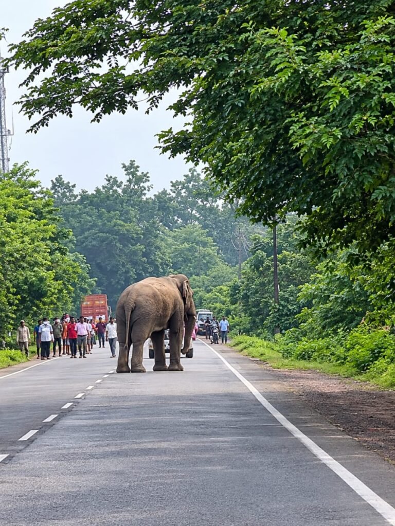हाईवे पर लोनर का कब्जा, खेतों में 18 हाथियों का कहर / एक ओर राहगीरों की जान पर खतरा, दूसरी ओर धान की फसल रौंदी, हाथी मित्र दल ने संभाला मोर्चा